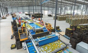 探索自動檢重秤在水果重量分選中的卓越應用
