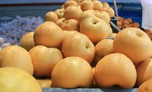 探索秋月梨重量分選機(jī)如何按重量精準(zhǔn)分級與一體化自動化運(yùn)作